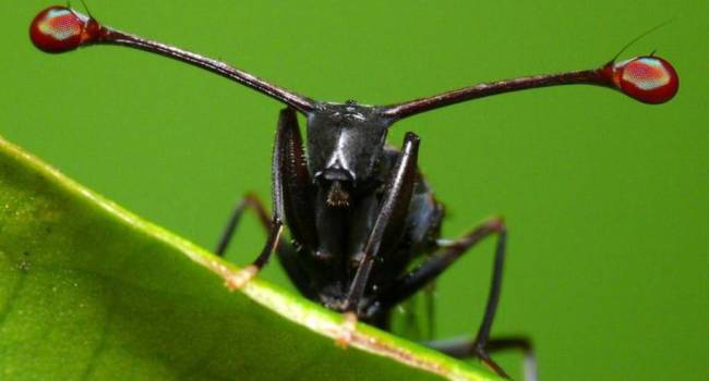 Ученые из Хабаровского края обнаружили в местном заповеднике очень редких тропических мух 