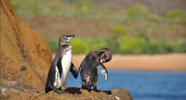На Галапагосских островах рекордно увеличилась популяция бакланов и пингвинов 
