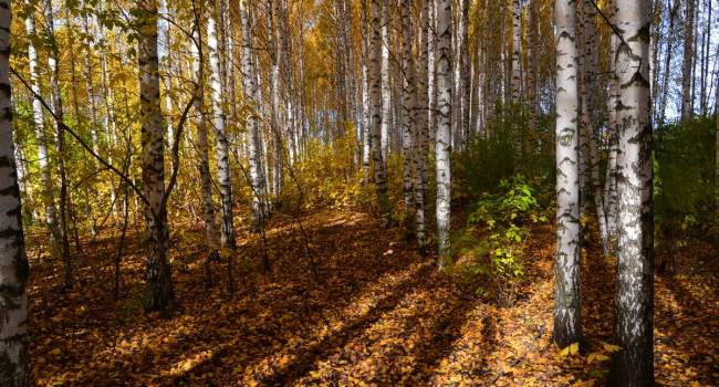 ����: replyua.net