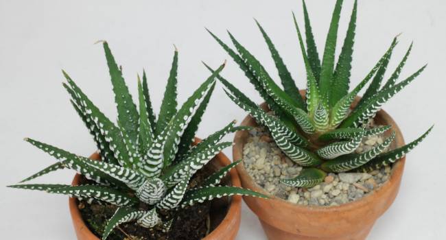  ������� ����� �������� ������� ����� ������������� ��������� �������� 