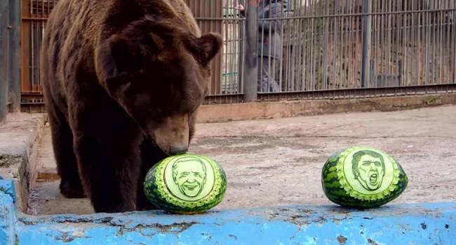 «Мнением поделился медведь Буян»: западные СМИ заинтересовались прогнозами зверей из Красноярска на исход выборов в США