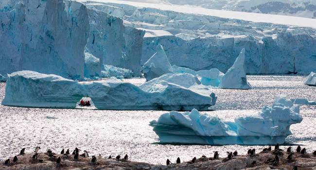 «Вина лежит на туристах и ученых»: специалисты заявили о тревожной ситуации в Антарктиде