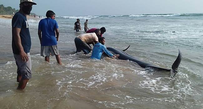 Крупнейший за всю историю: на побережье Шри-Ланки выбросились около 100 китов