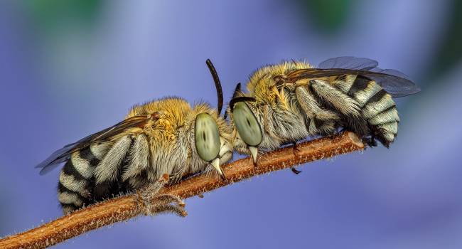 «Проявляют активность только в ночное время суток»: ученые обнаружили новый вид пчёл
