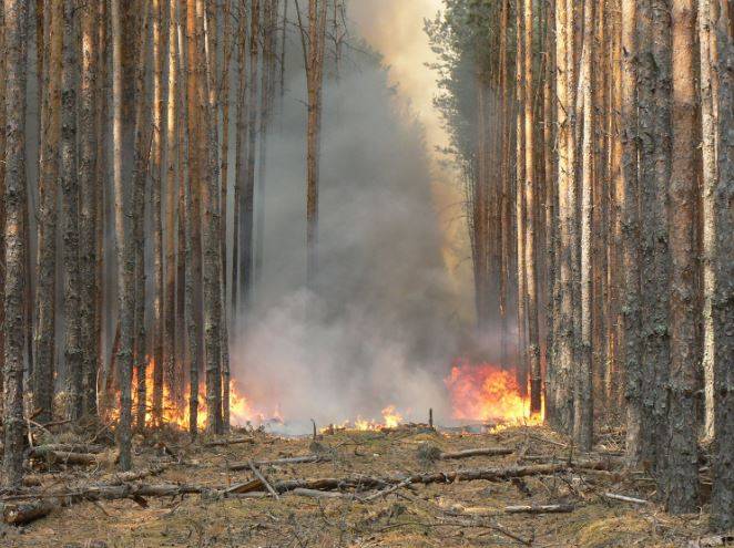 Фото пожара в лесу летом