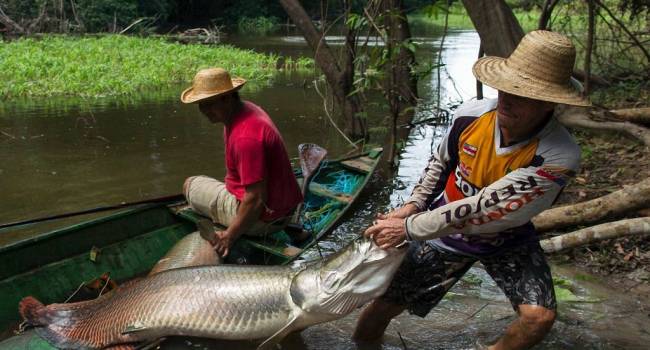 Вся рыба содержит ртуть: ученые заявили о самой опасной тенденции в Амазонке 