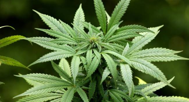 Специалисты ООН исключили марихуану из списка опасных наркотических средств 