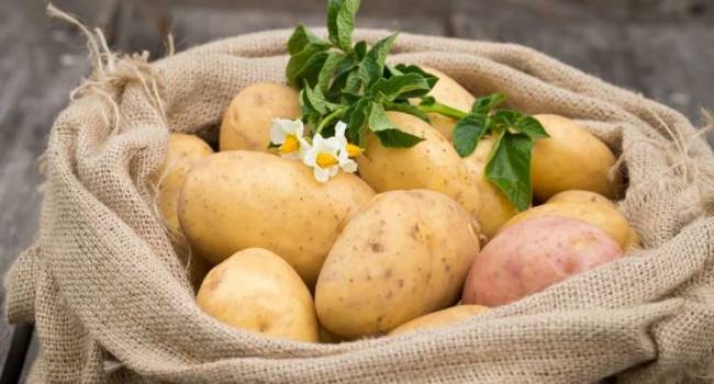 В это сложно поверить: учёные доказали невероятную пользу картофеля 