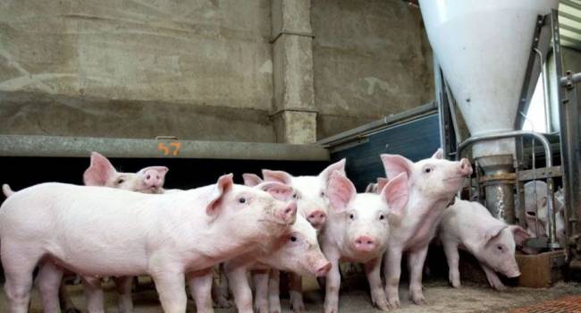 В трех областях Украины выявили вспышку африканской чумы свиней 