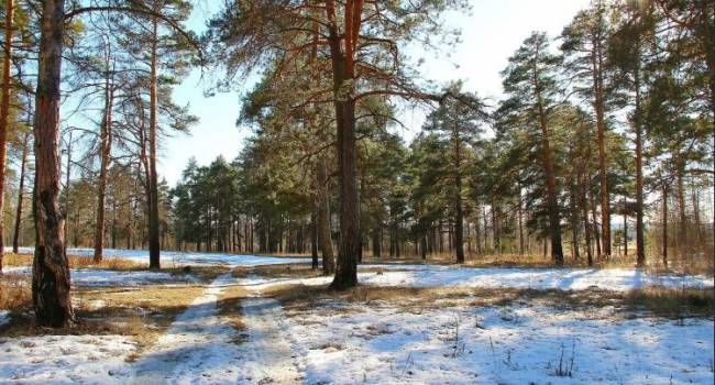 Ученые установили, почему хвойные деревья круглый год остаются зелёными 