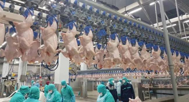 В Евросоюзе снова запретили украинскую курятину: названа причина В Евросоюзе снова запретили украинскую курятину: названа причина