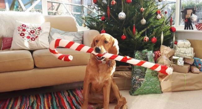 «Если вы заботитесь о его здоровье»: Кинолог обратился к владельцам собак из-за приближающихся новогодних праздников