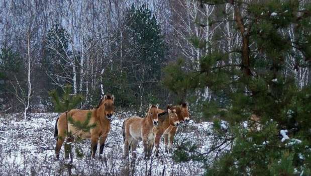 В Чернобыльской зоне снова появились кони Пржевальского 