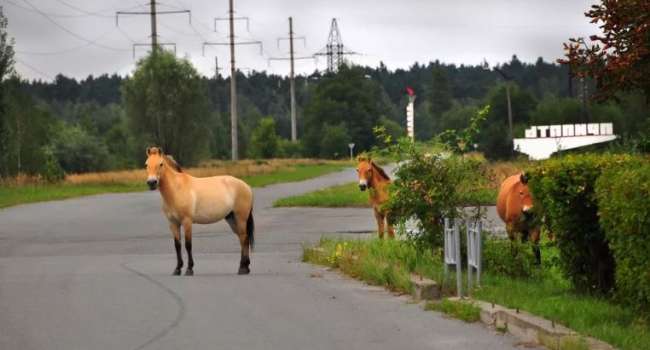 В Чернобыльской зоне снова появились кони Пржевальского 