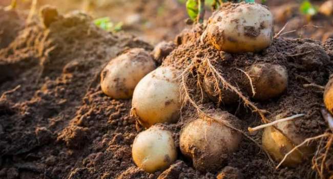 «На самом деле в два раза меньше»: эксперт заявила, что власти Украины завышают данные об урожае картофеля