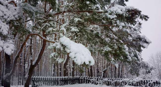 Морозов пока не будет: синоптики предупредили о сильных снегопадах 29 января