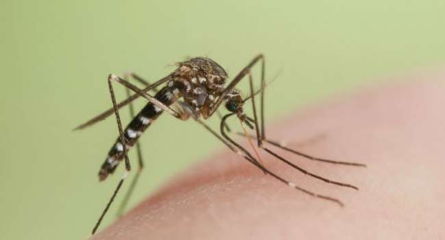 Медики предупредили о появлении малярии в Украине 