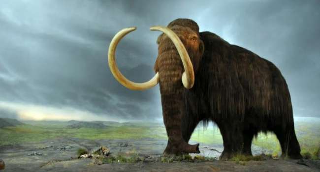 Во всём виноваты древние люди: учёные назвали причину вымирания шерстистых мамонтов 