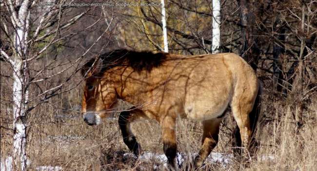 «Радуются весенней погоде»: в Чернобыльском заповеднике снова заметили лошадей Пржевальского