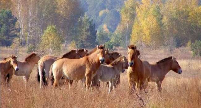 «Радуются весенней погоде»: в Чернобыльском заповеднике снова заметили лошадей Пржевальского