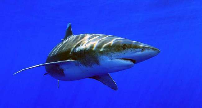 ����: replyua.net