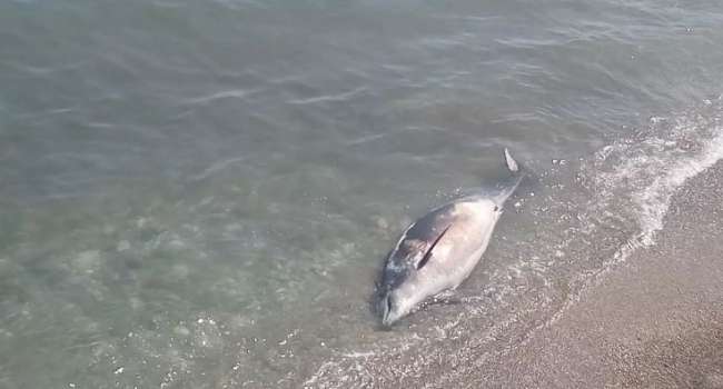  ���������� ������� �������� ��������� ������� ���� ���������� ������ 