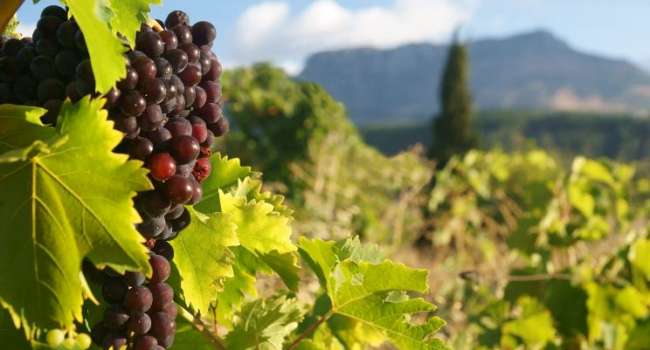 В Крыму заявили о рекордном урожае винограда в предстоящем сезоне 