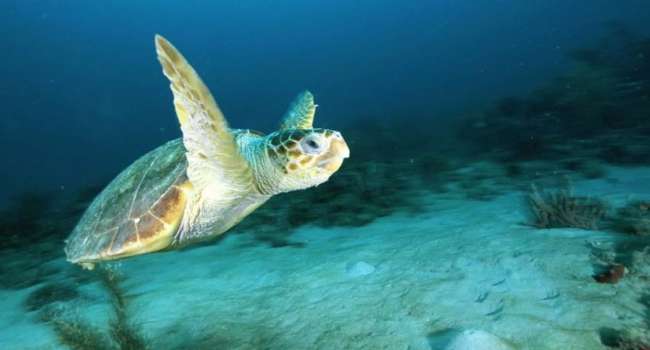 Учёные объяснили, как черепахи умудряются полностью пересекать Тихий океан 