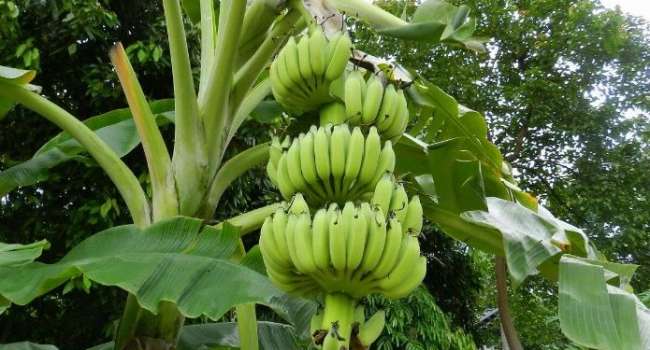 Учёные: через несколько лет человечество может остаться без бананов 
