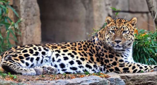 За 9 лет популяция дальневосточных леопардов рекордно увеличилась 