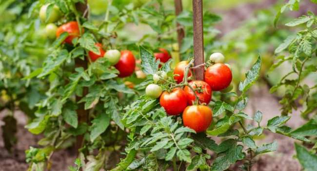 Ещё одно уникальное свойство: учёные назвали помидоры лучшим продуктом для профилактики болезней сердца 