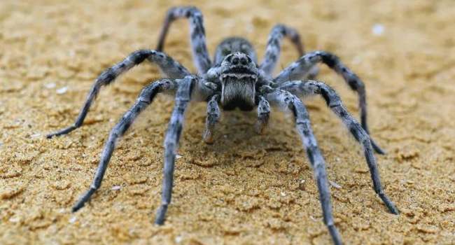 Эксперты предупредили о нашествии тарантулов под Днепром