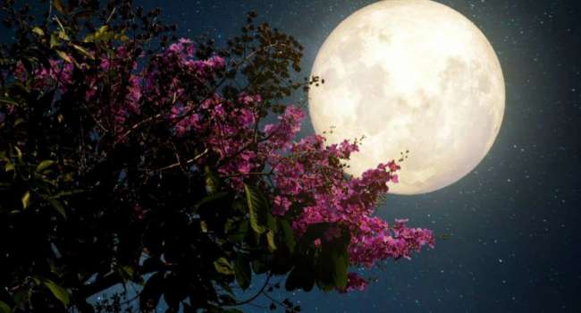 Невероятная цветочная Луна: учёные рассказали о красивом астрономическом событии в мае