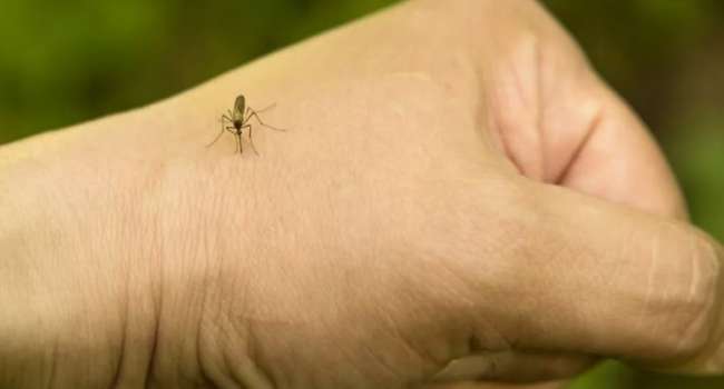 Биолог рассказал, как комары выбирают жертву 
