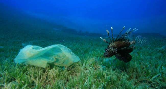 Учёные обнаружили пластиковые отходы в ещё одной глубокой океанской впадине 
