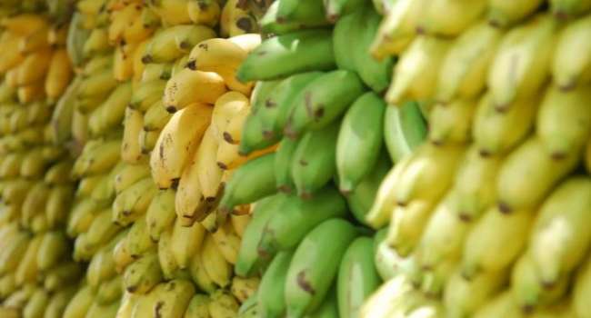 Диетолог объяснила, какие бананы полезнее - спелые или зелёные 