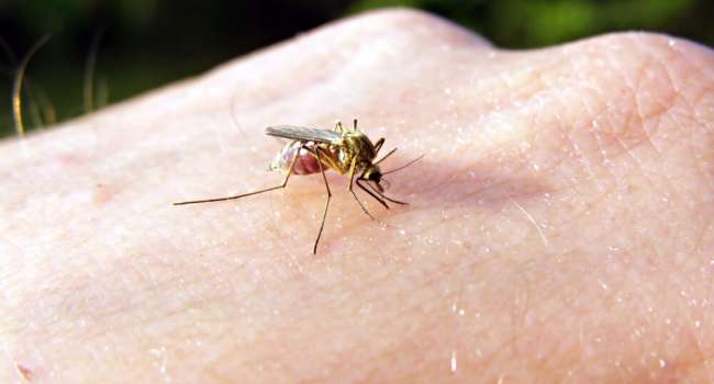 Медики предупредили о смертельной опасности комариных укусов 