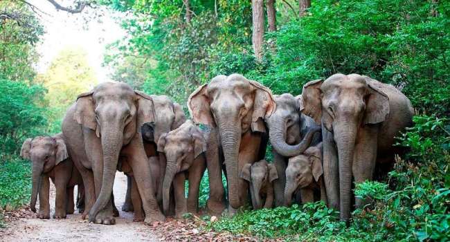 «Очень редкий случай»: учёные назвали самую необычную причину массовой гибели слонов в Индии