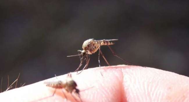 Специалисты дали несколько рекомендаций, как уменьшить зуд от комариных укусов 