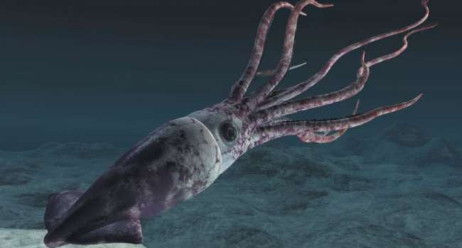 Известный ученый рассказал о местах обитания гигантских кальмаров-чудовищ 