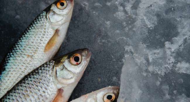 «Это может привести к смерти»: Как выбрать охлаждённую рыбу и не отравиться