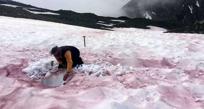 Ученые рассказали о появлении «кровавых пятен» на ледниках Альп 