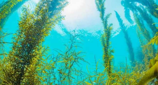 Весь мир может остаться без морепродуктов: ученые рассказали об опасности морских водорослей 