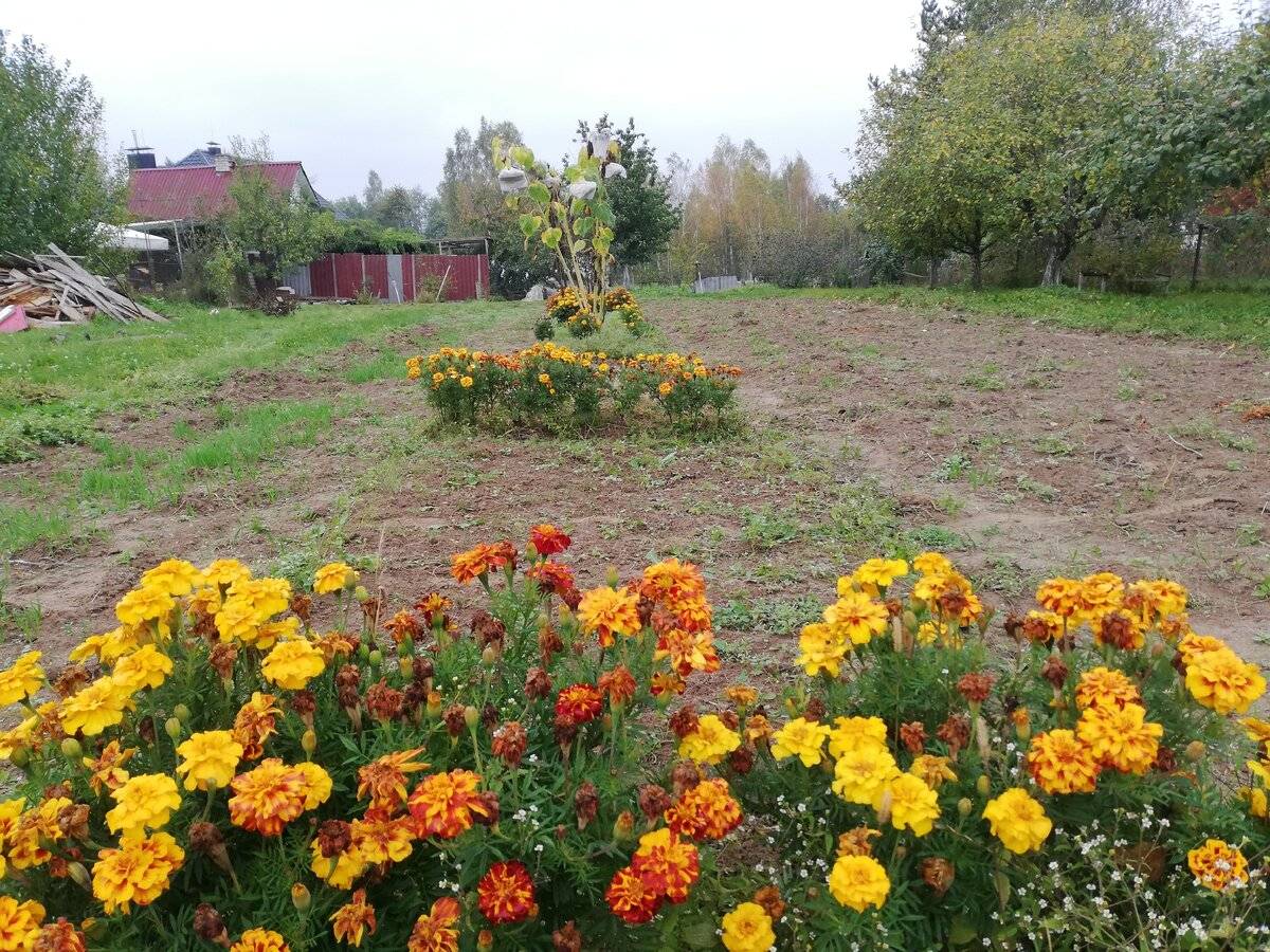 Осенние Клумбы Фото