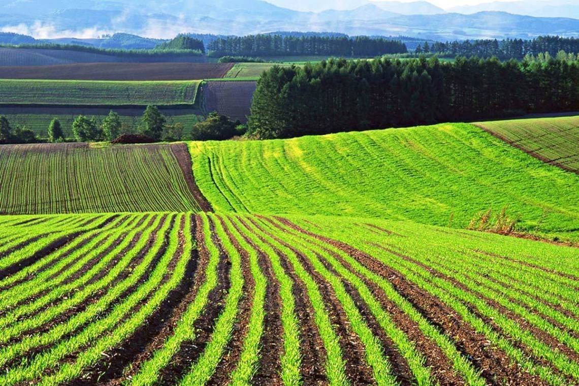 Политолог: украинцы не спешат продавать землю, ждут хорошей цены