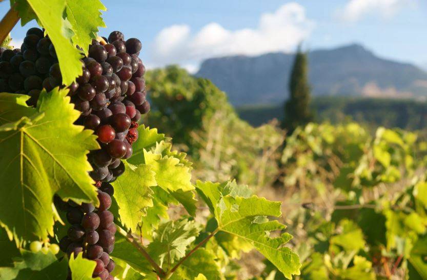 В Крымской винодельне будут устраивать экскурсии туристам по виноградникам Путина
