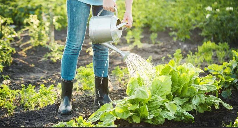 «Теплицы и огурчики»: Садовод дала важный совет дачникам в жару