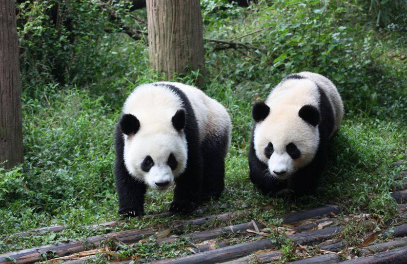 Ученые спасли больших панд от вымирания, - животным уже ничего не угрожает