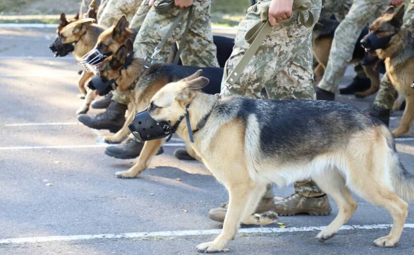 Журналист: после креатива с каблуками угар глубокого зализа добрался и до погранслужбы