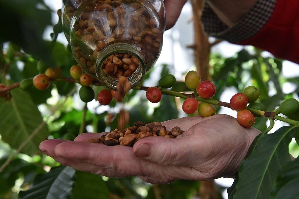 Бразильские производители кофе предупредили о росте цен на продукт